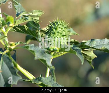 In der Wildnis wächst eine giftige Heilpflanze - Datura stramonium Stockfoto