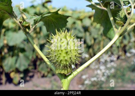 In der Wildnis wächst eine giftige Heilpflanze - Datura stramonium Stockfoto