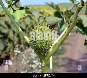 In der Wildnis wächst eine giftige Heilpflanze - Datura stramonium Stockfoto