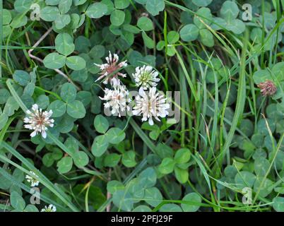 In der Natur blüht Weißklee, trifolium repens Stockfoto