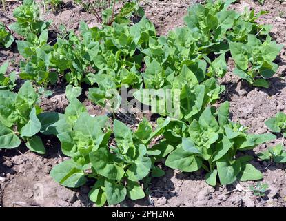 Im Frühjahr wächst im Garten die essbare Pflanzenkorre (Atriplex hortensis) Stockfoto