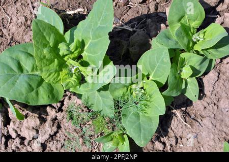 Im Frühjahr wächst im Garten die essbare Pflanzenkorre (Atriplex hortensis) Stockfoto