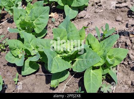 Im Frühjahr wächst im Garten die essbare Pflanzenkorre (Atriplex hortensis) Stockfoto