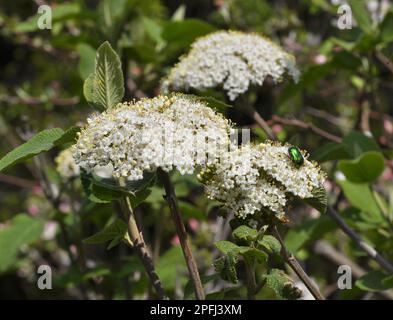 Im Frühling in den wilden Blüten von Viburnum (Viburnum lantana) Stockfoto