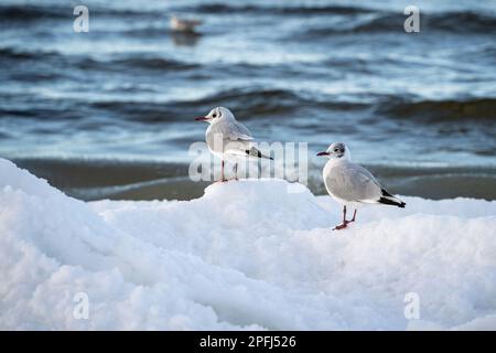 Zwei Schwarzkopfmöwen stehen im Winter in Schnee an der Ostsee. Stockfoto