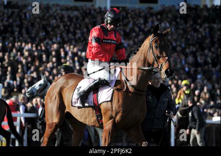 Boodles Cheltenham Gold Cup Ahoy Senor geritten von Derek Fox vor dem Rennen Pferderennen auf der Cheltenham Racecourse am 4. Tag, dem letzten Tag der CH Stockfoto