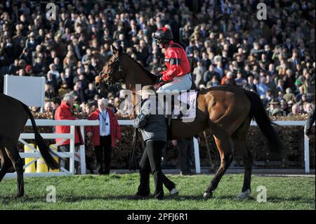 Boodles Cheltenham Gold Cup Ahoy Senor geritten von Derek Fox vor dem Rennen Pferderennen auf der Cheltenham Racecourse am 4. Tag, dem letzten Tag der CH Stockfoto