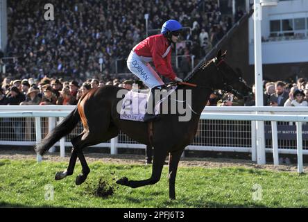 Boodles Cheltenham Gold Cup A Plus Tard geritten von Rachael Blackmore auf dem Weg zum Start Pferderennen auf der Cheltenham Racecourse am 4. Tag Stockfoto