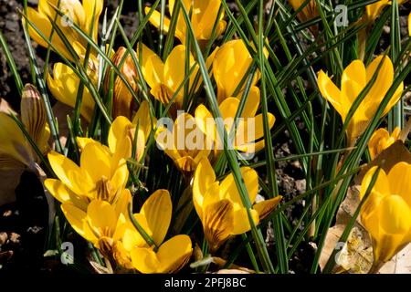 Frühblüten Blüten, dunkles Crocus chrysanthus Fuscotinctus, Gartenrasen, Goldenes Crocus, Zwerg, Krokusse Stockfoto