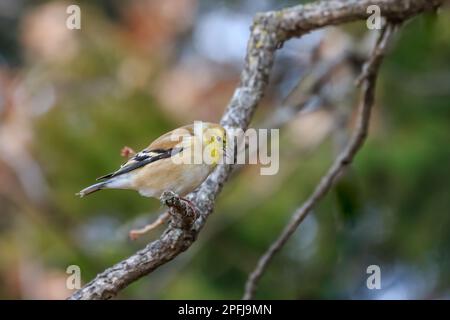 Männlicher Goldfink, hoch oben in einem Baum Stockfoto