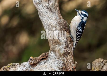 Weibliche Downey Woodpecker (Picoides Pubescens) auf einem Stumpf Stockfoto