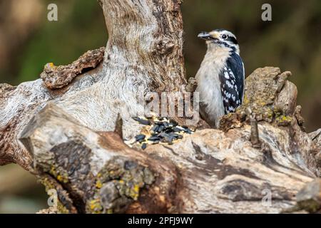 Weibliche Downey Woodpecker (Picoides Pubescens) auf einem Stumpf Stockfoto