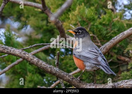 Amerikanischer Robin (Turdus migratorius) hoch oben im Baum. Stockfoto
