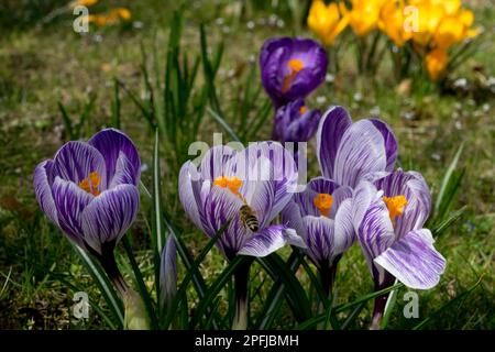 Bienen und Krokusse Rasengarten Frühling, Sonnenschein, sonniges Wetter, Holländisches Krokus Stockfoto