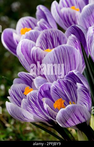 Crocus Pickwick, Crocus, Lila, Gestreift, Bloom, Iridaceae, Krokusse, Wunderschön, Holländischer Krokus, Blumen Stockfoto