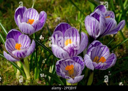 Holländisches Krokus, Gartenrasen, Krokusse, Blüten, Crocus vernus „Pickwick“, Gestreift, Blumen, Frühling Stockfoto