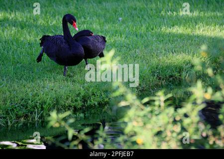AVENTURA-MIAMI-FLORIDA-USA- 25-07-2414-A Paar Schwäne sind in einer künstlichen Lagune in der Stadt Aventura.FL zu sehen. © JOSE ISAAC BULA URRUTIA Stockfoto