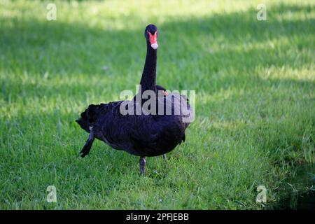 AVENTURA-MIAMI-FLORIDA-USA- 25-07-2414-A Paar Schwäne sind in einer künstlichen Lagune in der Stadt Aventura.FL zu sehen. © JOSE ISAAC BULA URRUTIA Stockfoto