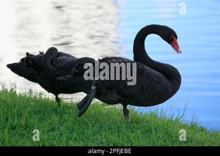 AVENTURA-MIAMI-FLORIDA-USA- 25-07-2414-A Paar Schwäne sind in einer künstlichen Lagune in der Stadt Aventura.FL zu sehen. © JOSE ISAAC BULA URRUTIA Stockfoto