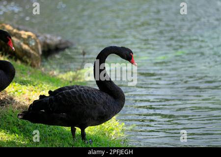 AVENTURA-MIAMI-FLORIDA-USA- 25-07-2414-A Paar Schwäne sind in einer künstlichen Lagune in der Stadt Aventura.FL zu sehen. © JOSE ISAAC BULA URRUTIA Stockfoto
