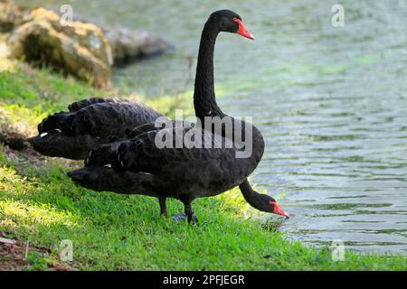 AVENTURA-MIAMI-FLORIDA-USA- 25-07-2414-A Paar Schwäne sind in einer künstlichen Lagune in der Stadt Aventura.FL zu sehen. © JOSE ISAAC BULA URRUTIA Stockfoto