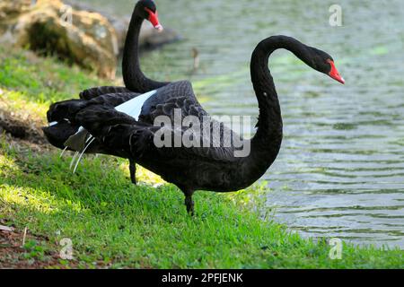 AVENTURA-MIAMI-FLORIDA-USA- 25-07-2414-A Paar Schwäne sind in einer künstlichen Lagune in der Stadt Aventura.FL zu sehen. © JOSE ISAAC BULA URRUTIA Stockfoto