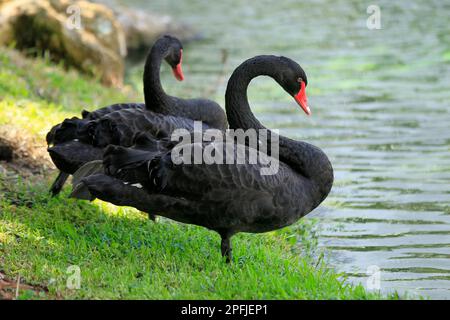 AVENTURA-MIAMI-FLORIDA-USA- 25-07-2414-A Paar Schwäne sind in einer künstlichen Lagune in der Stadt Aventura.FL zu sehen. © JOSE ISAAC BULA URRUTIA Stockfoto