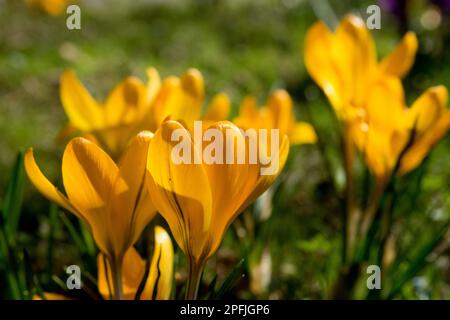 Frühling, Blumen, Gelb, Krokusse, Wiese, Sonnenschein, Frühling, Wetter, Rasen, Pflanzen Stockfoto
