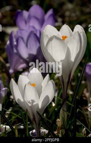 Crocus Jeanne DARC, Blume, Portrait Stockfoto