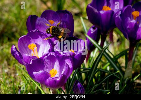 Bombus, Buff-Tail-Hummel, früh, Frühling, Blumen, Hummelbiene, Crocus, Frühblüten, Blüten, Bumblebiene, Krokusse, Insekten Stockfoto