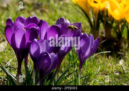 Blaue Krokusse bei Rasenbienen, die über Blumen fliegen Stockfoto