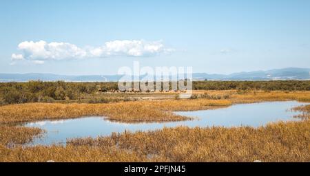 Kälber- oder Kuhweidebestand im Feuchtgebiet des Nationalparks Delta Evros Thrakien Griechenland Stockfoto