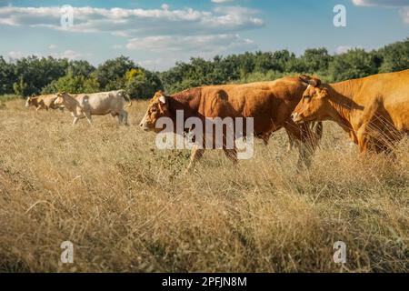 Kälber oder Kühe weiden auf dem Feld grüne Bäume und blauer Himmel vor dem Hintergrund Stockfoto