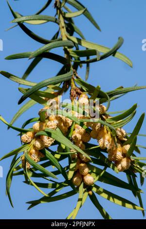 European Yew, Bloom, Common Yew Blooming, Branch, English Yew, Taxus Baccata Blume, Nahaufnahme Yew Blume Stockfoto