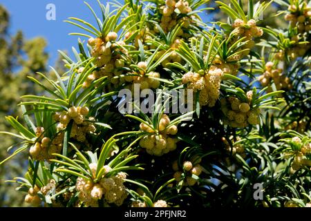 Taxus baccata, Blüten, Gemeine Eibe, Blüten, Englische Eibe, Frühling Stockfoto