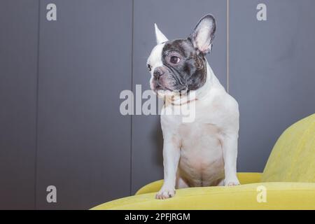 Französische Bulldogge, die nach dem Spaziergang müde im Bett liegt. Verspielte schwarz-weiße französische Bulldogge Welpe in der ersten Woche in ihrem neuen Zuhause. Neugierige französische Bulldogge Stockfoto
