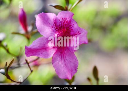 Der Frühling beginnt sich zu zeigen, als diese Azalea beginnt zu blühen. Azaleen /əˈzeɪliə/ sind blühende Sträucher der Gattung Rhododendron. Stockfoto