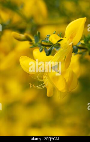 Besen (Cytisus scoparius), Blume im Detail, Naturschutzgebiet Diersfordter Wald, Nordrhein-Westfalen, Deutschland Stockfoto