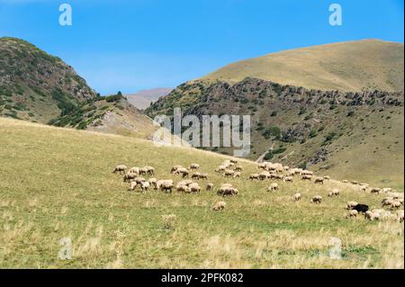 Weidenden Schafen, Ile-Alatau National Park, Tien Shan-Gebirge, Assy Plateau, Almaty, Kasachstan, Zentralasien Stockfoto