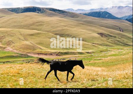 Pferde, Ile-Alatau-Nationalpark, Tien-Shan-Berge, Assy Plateau, Almaty, Kasachstan, Zentralasien Stockfoto