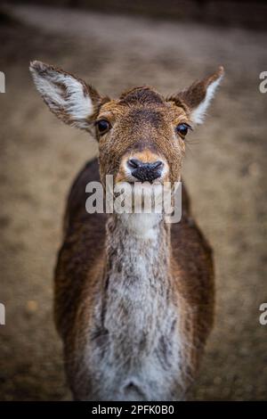 Porträt eines einzelnen Hirsches Stockfoto