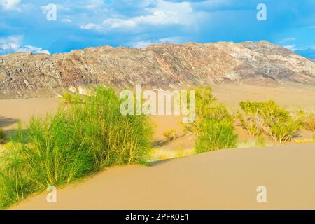 Singende Dünen, Altyn Emel National Park, Almaty Region, Kasachstan, Zentralasien Stockfoto