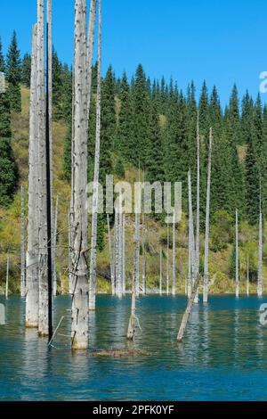 Getrocknete Stämme von (Picea) Schrenkiana, die im Kaindy Lake aus dem Wasser ragen, auch bekannt als Birch Tree Lake oder Unterwasserwald, Tien Shan Stockfoto