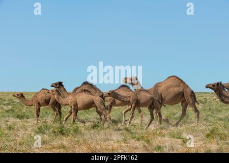 Dromedare (Camelus dromedarius), Laufen, Kamelfarm, Zuchtbetrieb, südliche Region, Kasachstan Stockfoto