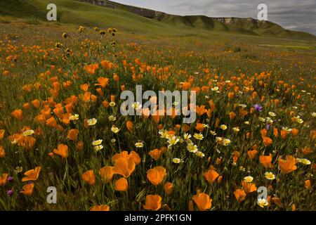 California Poppy (Eschscholzia californica) und Goldfields (Lasthenia sp.), Blwering Mass, Shell Creek, nahe San Luis Obispo, California (U.) S.A. Stockfoto