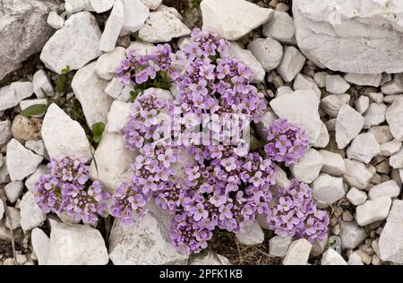 Rundblättrige Kresse (Thlaspi rotundifolium) blüht auf Dolomitscheune, Dolomiten, Italienische Alpen, Italien Stockfoto