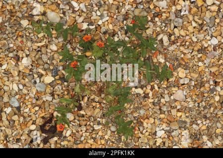 Scharlach Pimpernel (Anagallis arvensis) blüht, wächst an Kieselstrand, Ringstead, Dorset, England, Vereinigtes Königreich Stockfoto