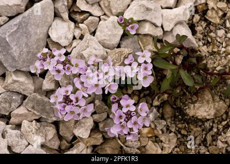 Kresse (Thlaspi rotundifolium ssp.) Rotundifolium) blühen, wachsen auf Kalkstein, Slowenien Stockfoto