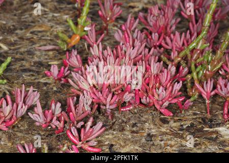 Jährliche Seeblite (Suaeda maritima), die in Salzwasser, Poole Harbour, Dorset, England, Vereinigtes Königreich angebaut wird Stockfoto