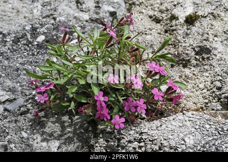 Soapwort (Saponaria ocymoides) blüht, wächst am Straßenrand, Dolomiten, italienische Alpen, Italien Stockfoto